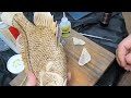 Wood Carving a Bluegill Bream  part 5 Mounting Eyes and Fins