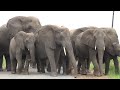 Huge herd of elephants get up close in the Isimangaliso Wetlands Park