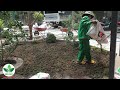 Mẫu Biệt Thự Sân Vườn Đẹp 2024 |Tiểu Cảnh Sân Vườn Đẹp Bằng Thảm Cỏ Gừng Thái Lan - Bình Dương
