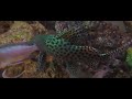 Featherfin Catfish - Squeaker - SYNODONTIS EUPTERUS With African Cichlids
