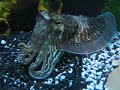 Cuttlefish changing colors