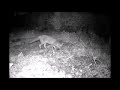 Vine Cottage Rat and Fox 04 04 20