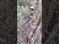 Beautiful Jay in Burnet County Texas