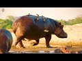 Lion's Deadliest MEGA EPISODE | Full Episodes 4KUHD | Nature and Animal Documentaries