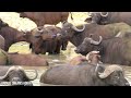 The Most Beautiful Moments Of The Great Migration In Masai Mara, Kenya With Relaxing Music