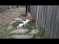 Cat in love with a chicken.