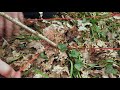 Fast Bushcraft Tarp Setup - SUPER FAST BUSHCRAFT TARP SETUP