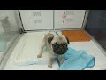 【パグ/pug】遊ぶ姿が可愛いパグ。。。 #KOBE #神戸