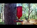 Hummingbird 1080P 60fps