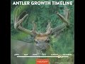 Whitetail Deer Antler Growth Timeline