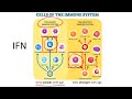 SARS-CoV2 Spike Protein Expression in Mice Causes Damage via Innate Immune System (Update 158)