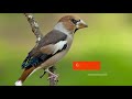 Blindtest : Reconnaître le chant d'oiseaux du jardin - Partie 3 -