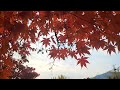 화려했던 🍁가을은 가고 🍂~🎶mp4(21)~힐링영상 🌸🌱~❤️‍🩹