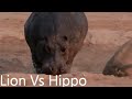 11 Times Lion Mess With Wrong Opponents