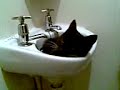 My cute black and white cat Dillinger in the sink awww!!!