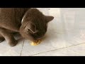 homemade cat food (pate) recipe | how i feed my cat on a budget | happy cat lady vlog