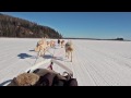Dog Sledding - Mushing  in Fairbanks, Alaska