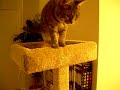 Playing In A Cat Tree