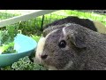 Cute and Relaxing Guinea Pig Video With Music