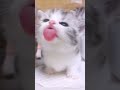 Cat videos cute cats kittens 😻🐾