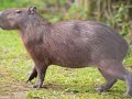 Best Capybara edit?