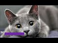 The Amazing Personality Of The Russian Blue Cat!