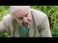 David Attenborough's Uncovers A Mysterious Natural Secret... | Nature Bites