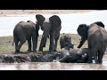 Growing Old in Solitude 😞💔: The Intimate Stories of an ELEPHANT 🐘 - Animal Documentary - AMP