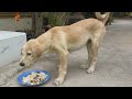 Three dogs like to eat chicken​ episode 112| By Dog Food TV