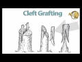 What is Grafting - Methods,Techniques,Benefits of Grafting | Grafting Tools
