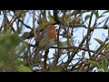 Singing Robin, filmed handheld with the Nikon Z9 and Nikon 180-600mm lens