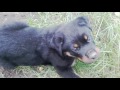 Rottweiler puppy digging a hole