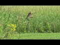 White-tailed Fawn visits Uncle Sandhill Crane (alone)