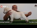 Diet Chart (Labrador Retriever) Full Day of Feeding Puppy & Adult Dog | Pet Food | Baadal Bhandaari