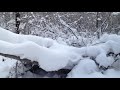 -24°C лес, после снегопада ❄️