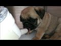 [ENG SUB] A two month old baby pug came to my house in Japan.