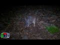 Long-nosed Bandicoot feeding at night