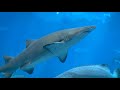 How Sharks Are Fed At Aquariums