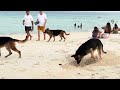 Chillin' in Amihan Beach Cabanas and Sunset at Kota Beach | STA. FE BANTAYAN ISLAND, CEBU