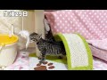 【総集編】捨てられていた生まれたての子猫を保護　生後2日から1歳になった現在の姿まで『山菜兄妹日記』Protected newborn kitten.