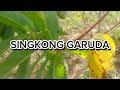 singkong yg lagi firal dan banyak yg cari