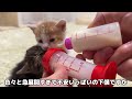 保護した生後1ヶ月の子猫たちに初めてミルクをあげてみたらこうなっちゃいました…