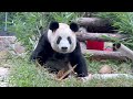 北京动物园更新了丫丫的最新视频【Panda：♀丫丫Ya Ya】#大熊猫 #panda