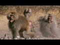 Family Matters | Primates | Full Episode | NATURE | PBS