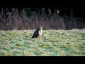 The Common Buzzard