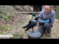 This crow seems convinced he's a tiny human