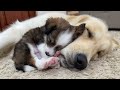 Adorable Puppy Loves Golden Retriever! [Cuteness Overload]