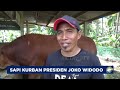 Fantastis! Presiden Jokowi Berkurban di Sulbar, Beli Sapi Seharga Rp100 Juta