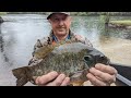 Highlights from Local Life Outdoors #bream#shellcracker#fishing