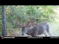 Impressive Young Carolina Buck